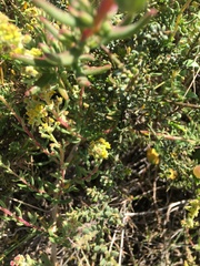 Tetragonia fruticosa