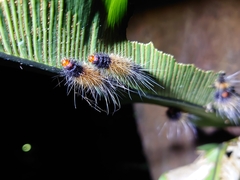 Spilarctia postrubida