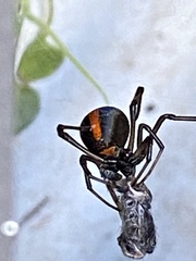 Latrodectus hasselti