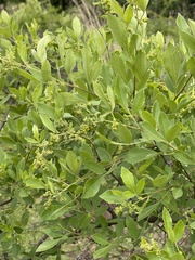 Searsia pyroides