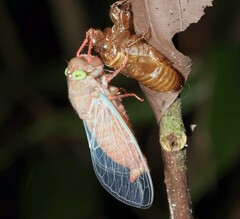 Carineta rufescens