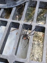 Latrodectus hasselti