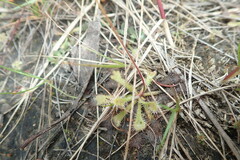 Drosera