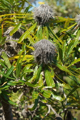 Banksia aemula
