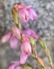 Erica palliiflora