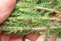 Erica scabriuscula