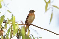 Fringilla montifringilla