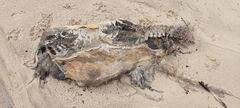 Delphinidae