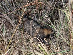 Nyctereutes procyonoides