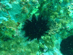 Centrostephanus rodgersii