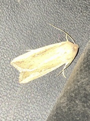 Mythimna