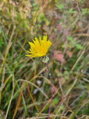 Sonchus brachyotus