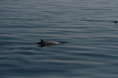 Ziphius cavirostris