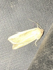 Mythimna
