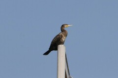 Phalacrocorax carbo