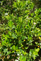 Acronychia imperforata