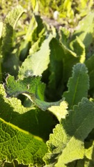 Salvia dumetorum