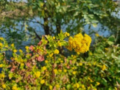 Chrysanthemum lavandulifolium