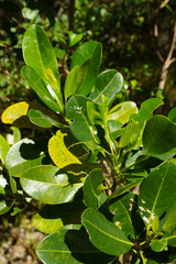 Acronychia imperforata