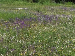 Dracocephalum nutans