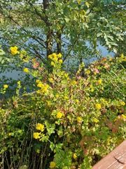 Chrysanthemum lavandulifolium