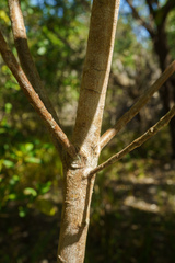 Acronychia imperforata