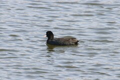Fulica atra