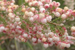 Erica formosa
