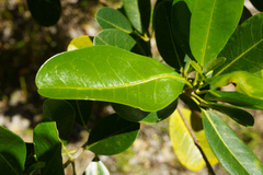 Acronychia imperforata