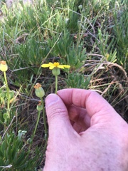 Othonna coronopifolia