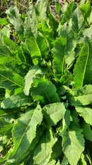 Salvia dumetorum