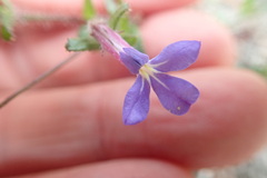 Lobelia neglecta