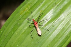 Ricolla quadrispinosa