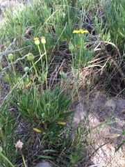 Othonna coronopifolia