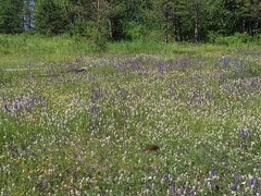 Dracocephalum nutans