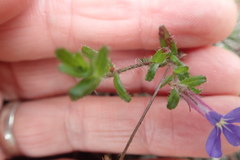 Lobelia neglecta
