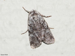 Sympistis chionanthi