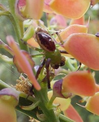 Australomisidia pilula