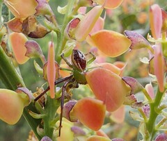 Australomisidia pilula