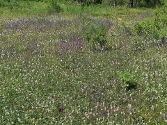 Dracocephalum nutans