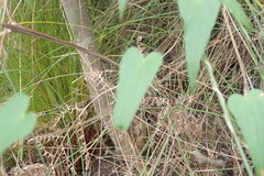 Dioscorea burchellii