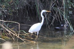 Ardea alba alba