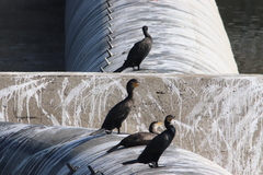 Phalacrocorax carbo