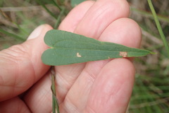 Dioscorea burchellii