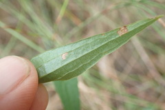 Dioscorea burchellii