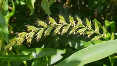 Lolium multiflorum