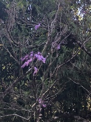Handroanthus