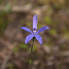 Cyanicula sericea