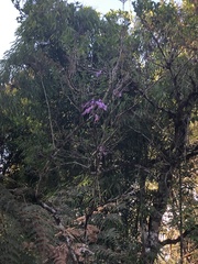 Handroanthus