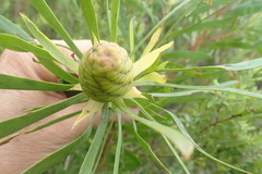 Leucadendron eucalyptifolium